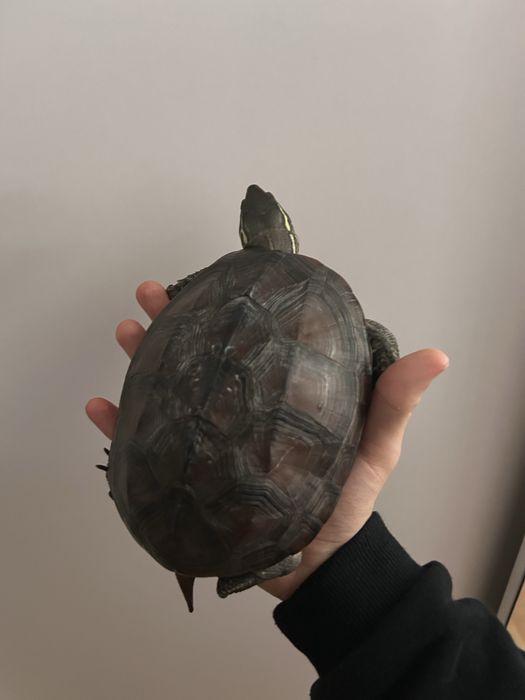 Żółw Chiński  (Mauremys sinensis)