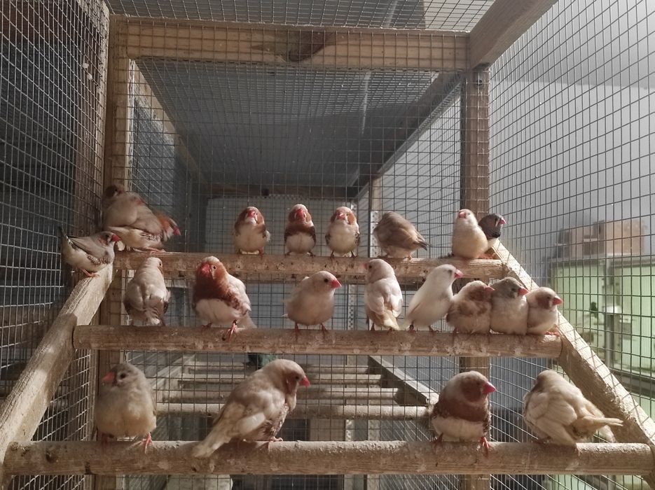 Zeberki w różnych kolorach