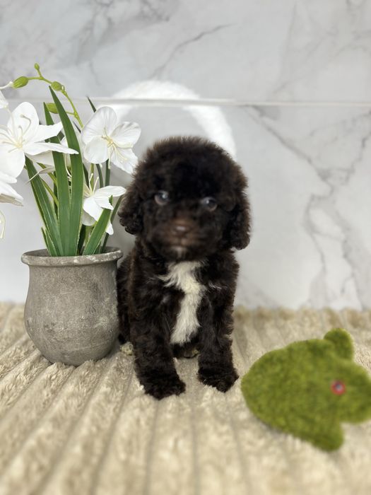 Люксові пудельки щоколад і щоколадний мерле