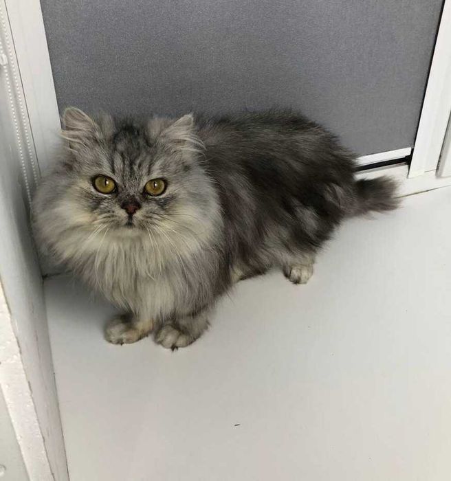 шотландочка кішечка Ліза. Добра, лагідна, але самодостатня цяця.