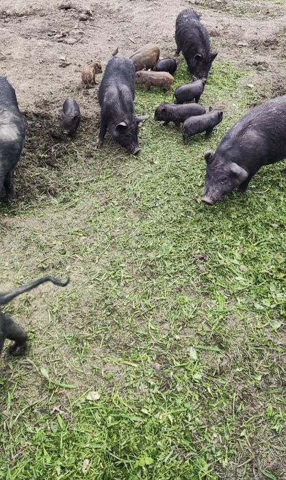 Свині Поросята В'єтнамські Кармали