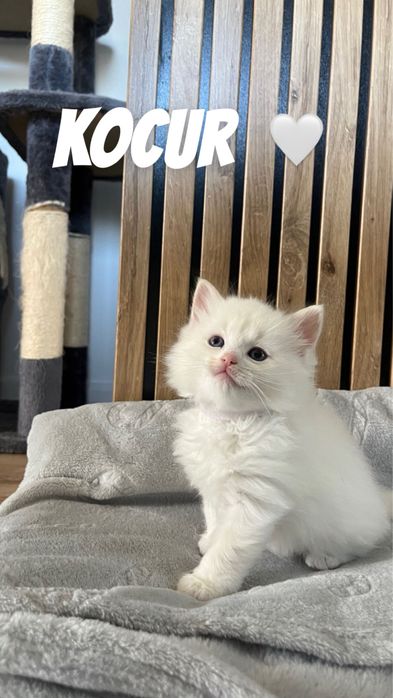 Ragdoll małe kotki