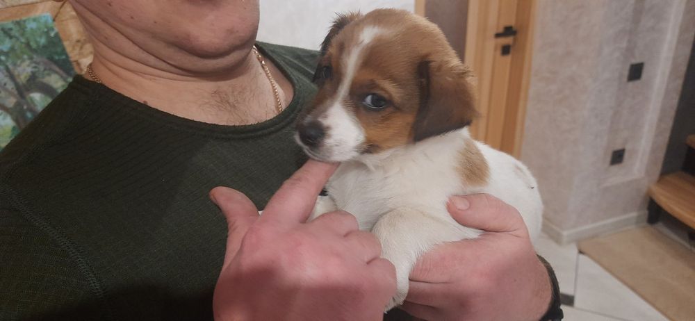 Віддам в добрі руки цуценят