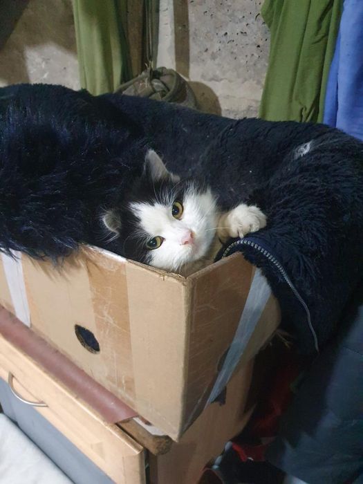 Молодий котик Міккі до 1 року віком, врятували від морозу( вилікували