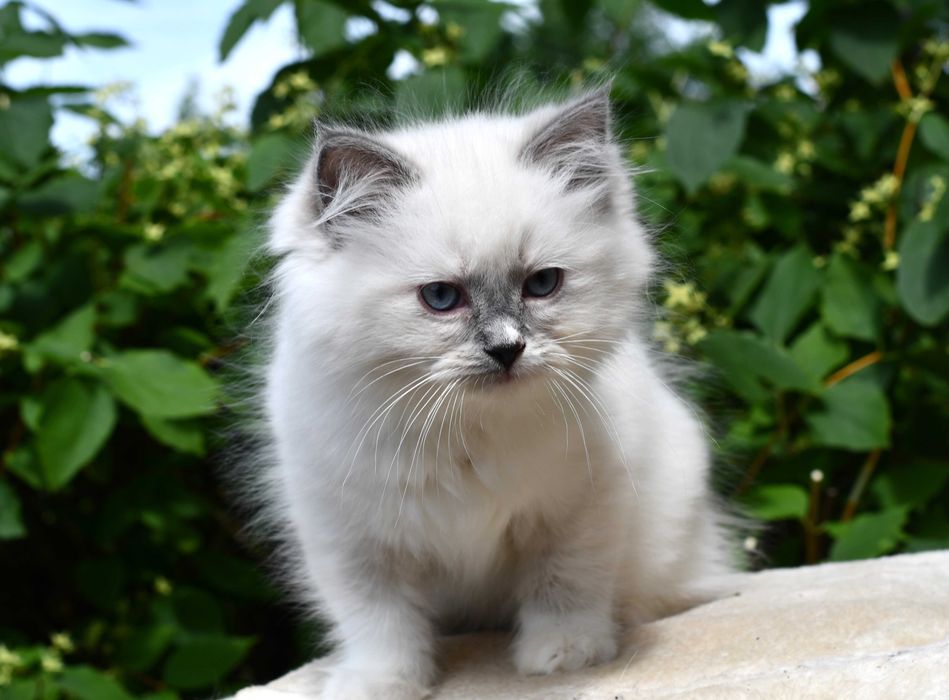 Ragdoll kotka LILLY