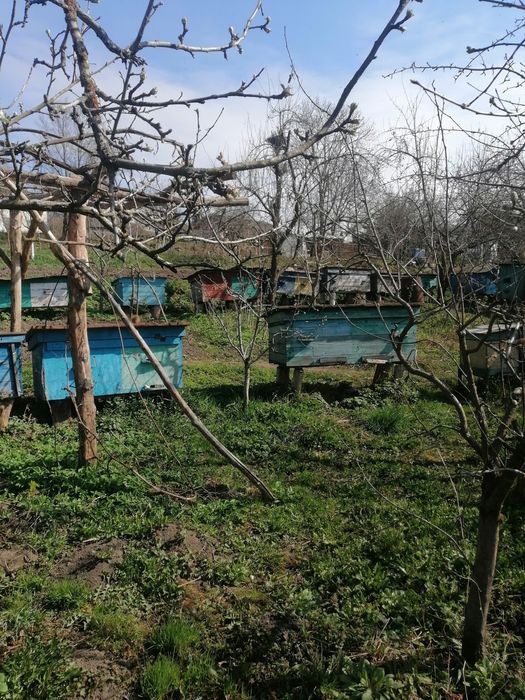 Продаються бджолопакети, бджолосімї. Ціна договірна