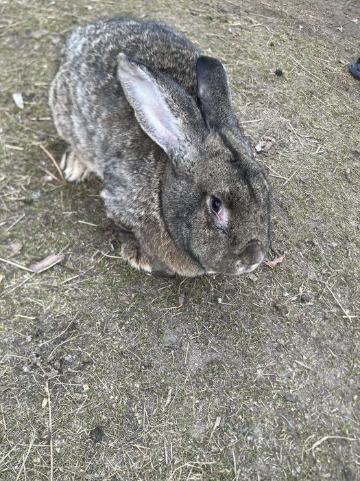 Króliki smace i samice