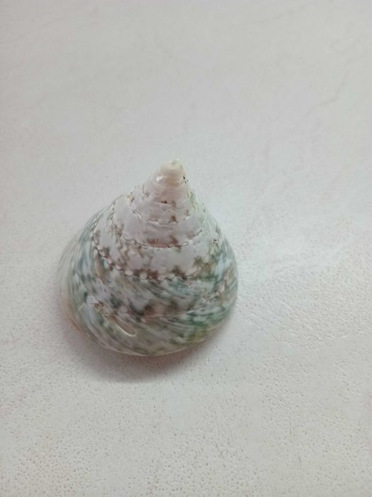 Ракушки морские большие 3 штуки