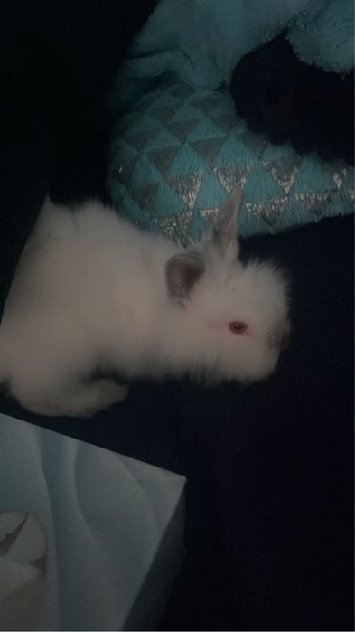 Krolik miniaturowy. Mini lop.