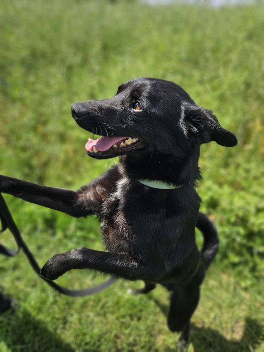 Onyx drobniutki i energiczny kochany psiak do adopcji