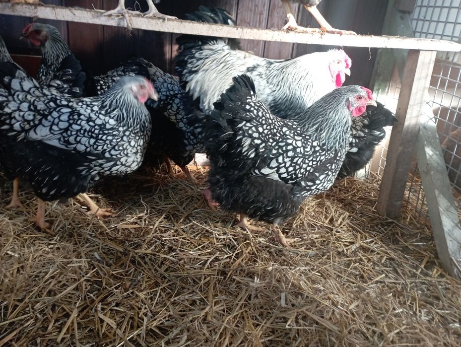 Jaja  lęgowe Wyandotte