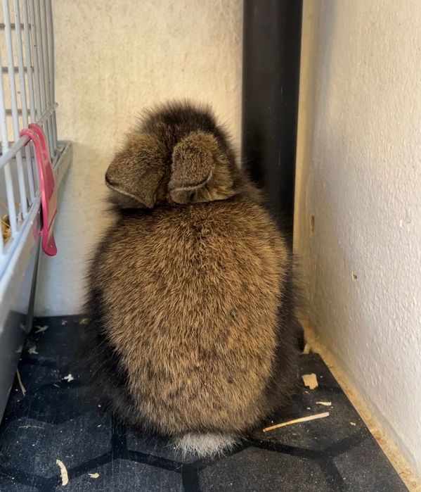 Coelhinho - Mix Mini Lop + Lionhead.