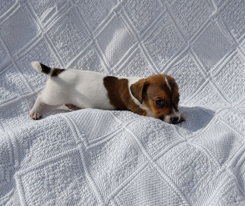 Jack Russel Terrier