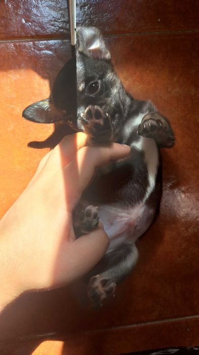 chihuahua de pelo curto