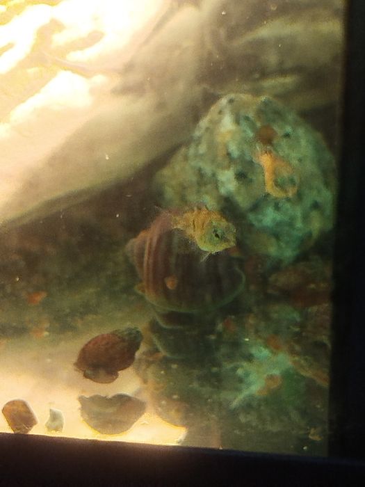 Мальки рыбок сапфирового попугая