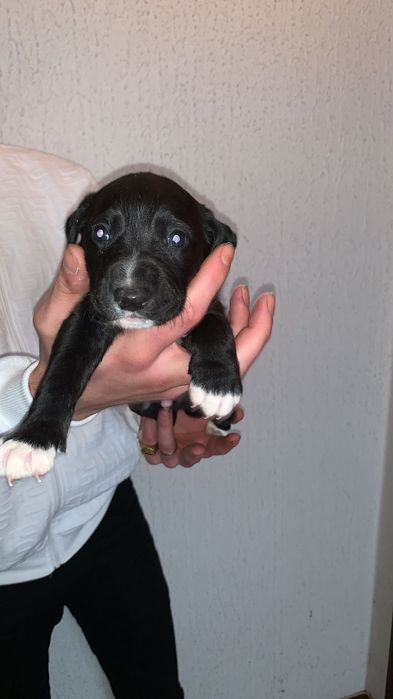 Bebes pittbull com lavrador