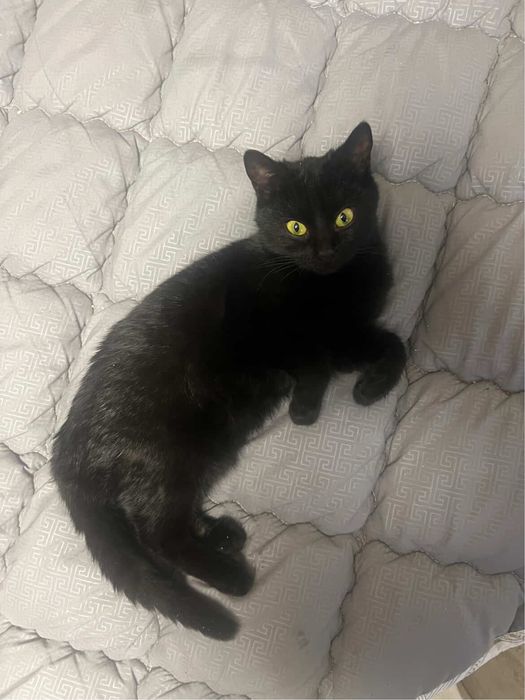 Котики, найкращі котики у світі