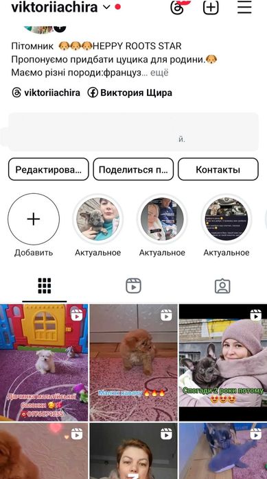 Мальтійська балонка!!! Маленька красуня