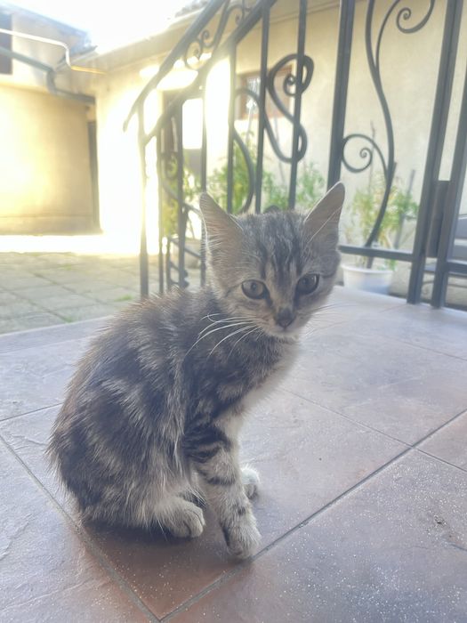 Кошеня безкоштовно
