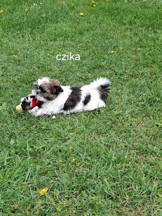 Shih-tzu suczka szczeniak