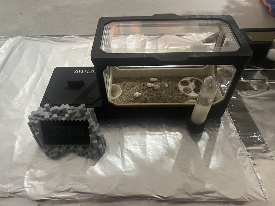 Fornikarium dla mrowek