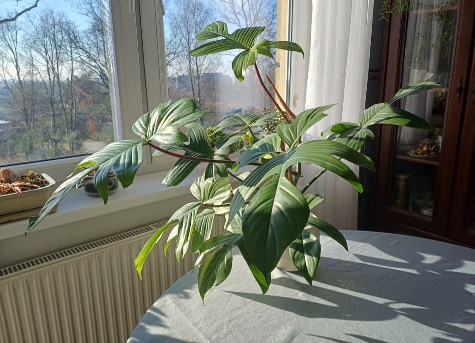 Philodendron florida ghost