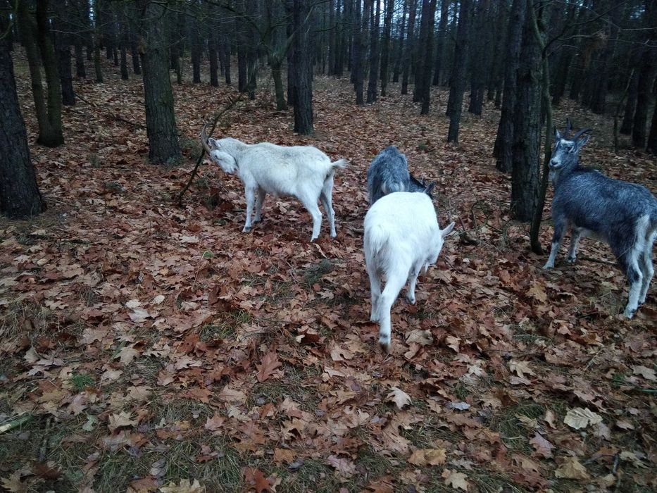 kozie mleko SŁODKIE SMACZNE BEZ ZAPACHU serwatka kozi ser twarożek