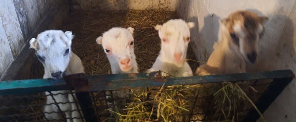 Козенята ламанча