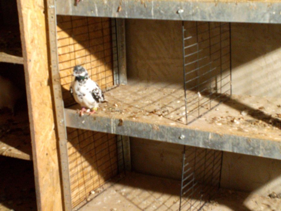 Gołębie ozdobne budapeszty wysokolotne