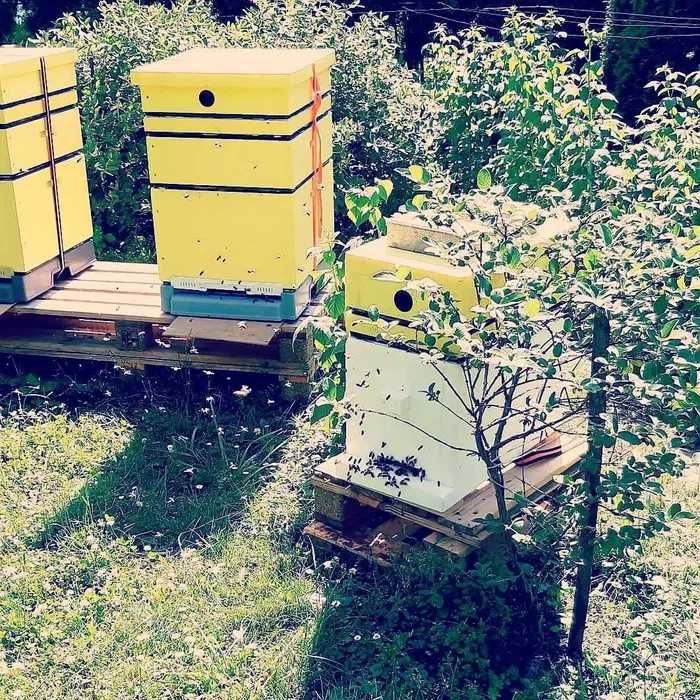 Świeca z wosku pszczelego DUŻA naturalna ŚWIECE - 25cm