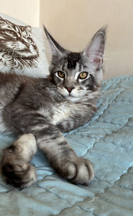 Stebrny Kocurek Maine Coon