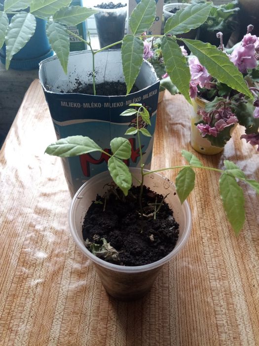 Продам фиалки, саженцы глицинии сиреневой