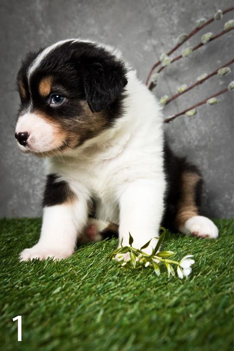 Owczarek australijski - suczka Black Tri