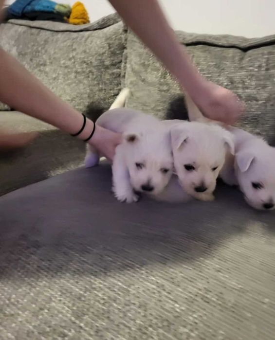 West Highland White Terrier