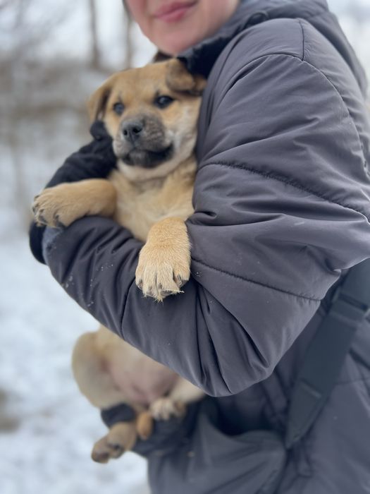 Цуценята шукають родину!Кривий Ріг