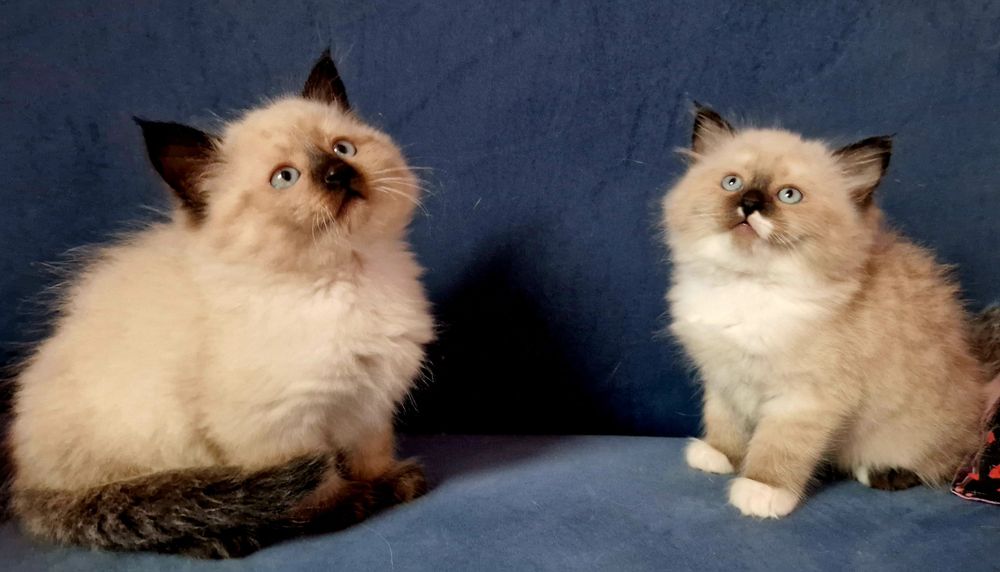 IZZY Koyka syberyjska Neva Masquerade