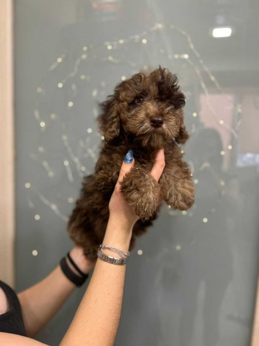 Мимішний пупсель -  той пудель мерле