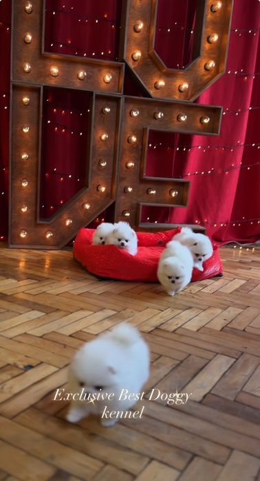 Супер найкраший подарунок. SUPER VIP mini цуценята померанські шпіци!