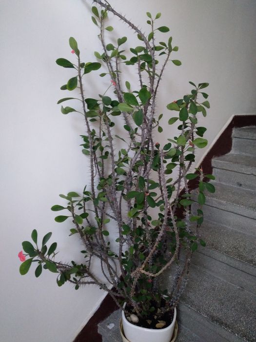 Duży kaktus , drzewko Jezusowe ponad 180  wysoki