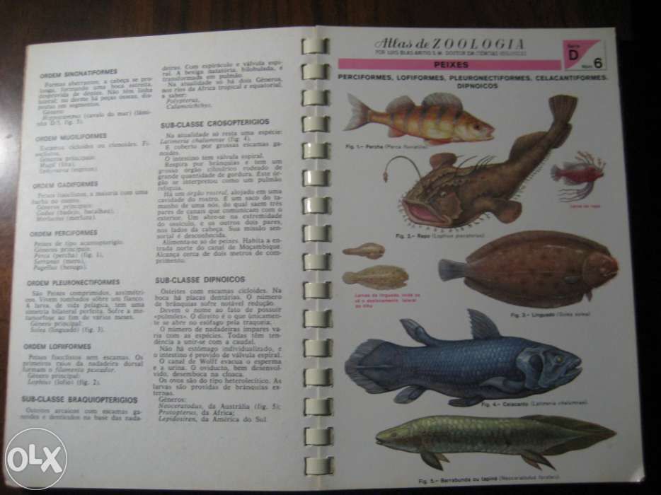 Atlas DE Zoologia (Vertebrados)