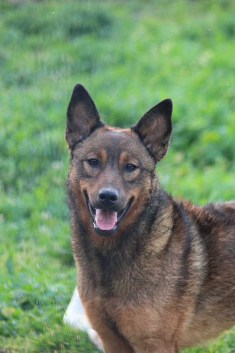 Cachorrinha com quase 1 ano - porte médio
