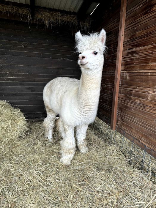 Alpaka samczyk 3 letni
