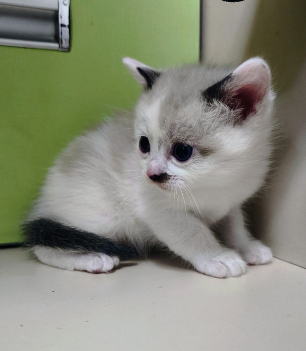Котёнок мальчик сиамский 1 месяц