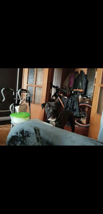 РОЗШУК!!!ПРОПАВ собака американський пітбуль, 4,5 р, ВИНАГОРОДА