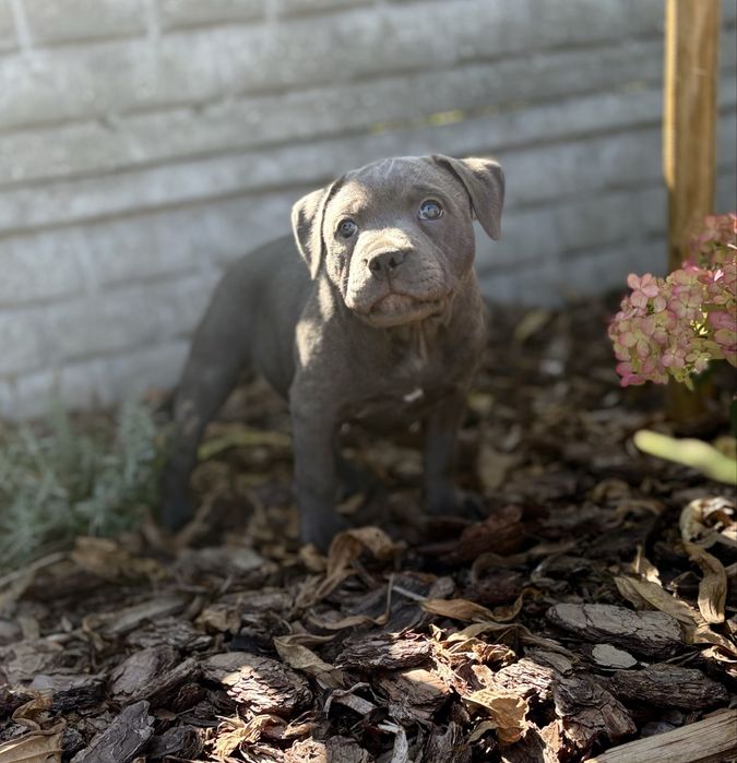 Staffordshire Bull Terrier -Staffik