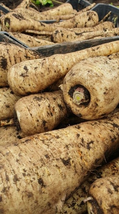Пастернак сушений корінь цілий рік