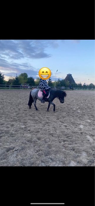 kucyk  klacz 100cm na sprzedaż