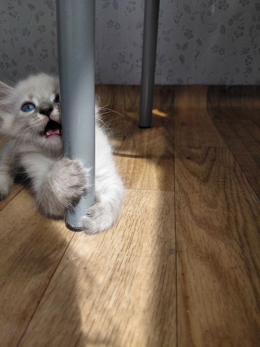 Котята невская маскарадная