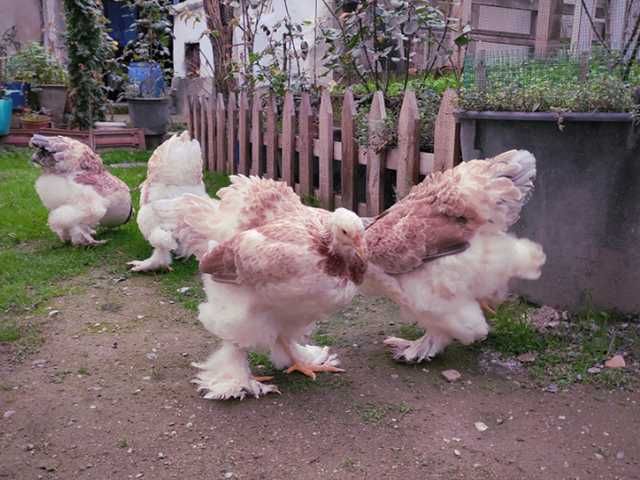 Яйце на інкубацію.Курчат.Брама  лососева, колумбійське золото, мрамор.