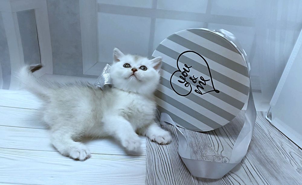 Пропонуєм чистокровних котиків породи Skottish fold і Scottish Stright